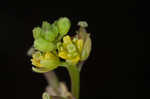 Southern marsh yellowcress